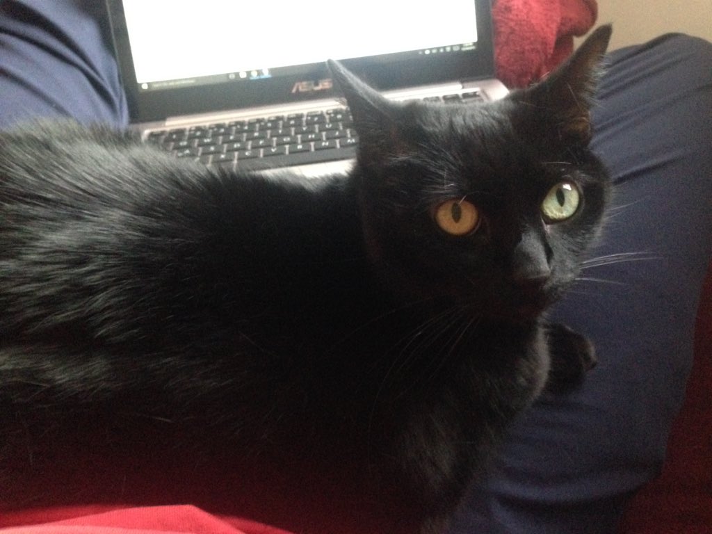 Idi sitting on my lap in the way of a laptop