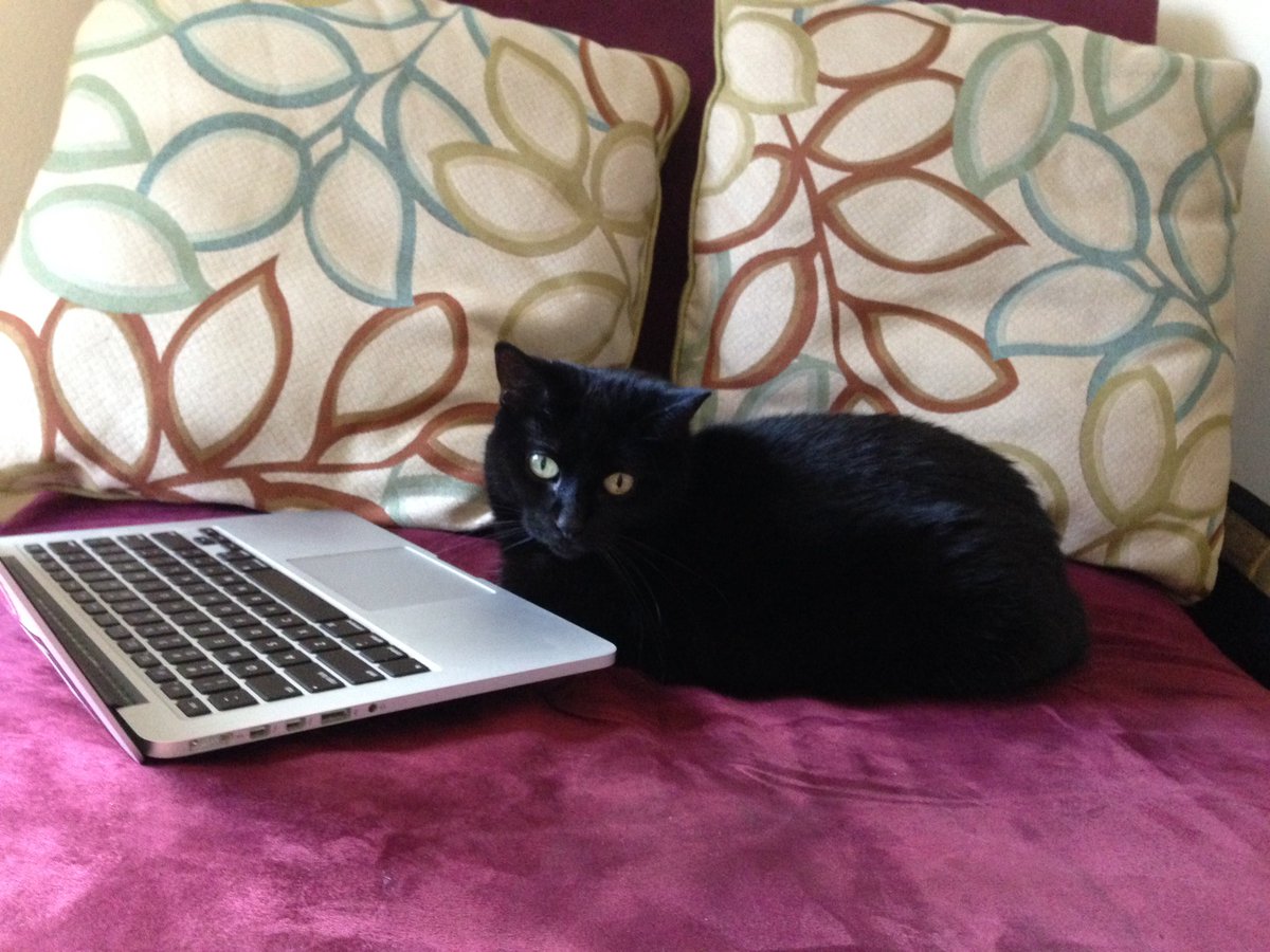 A mischevious loaf in front of a laptop