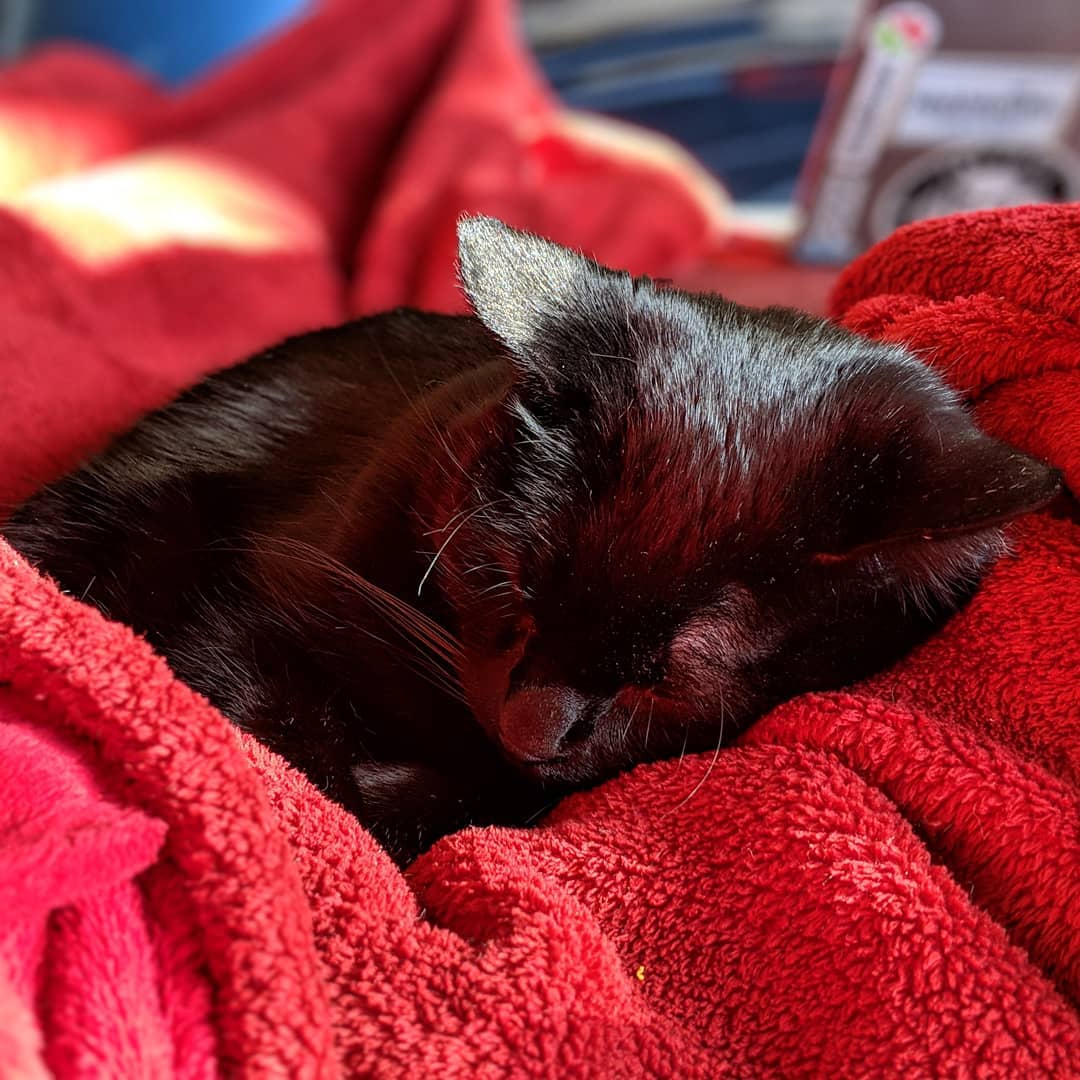 Extremely cozy cat on a red blanket